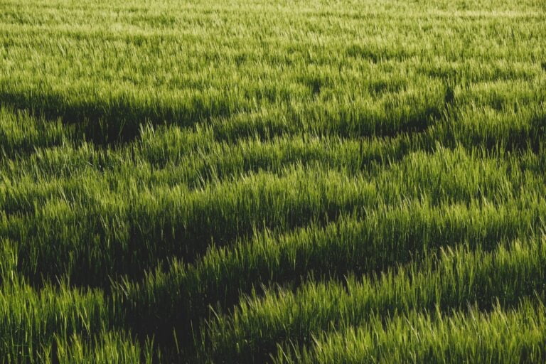 green field
